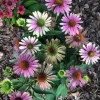 JEŻÓWKA Green Twister Echinacea - sadzonki w doniczkach