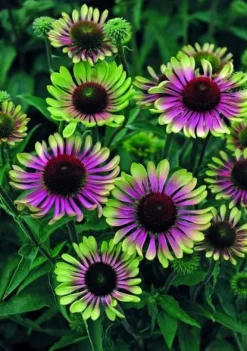JEŻÓWKA Green Twister Echinacea - sadzonki w doniczkach