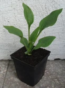 JEŻÓWKA Green Twister Echinacea - sadzonki w doniczkach