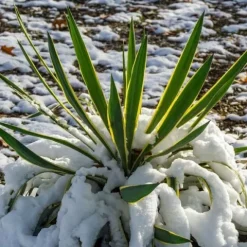 Juka wspaniała VARIEGATA Jukka Yucca gloriosa Obrzeżona Sadzonki C2