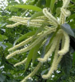KASZTAN JADALNY SATIVA - sadzonki w doniczkach NW