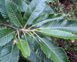 KASZTAN JADALNY SATIVA - sadzonki w doniczkach NW