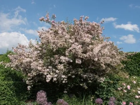 Kolkwicja chińska 'Pink Cloud' Różowe Kwiaty (Kolkwitzia amabilis) 2.0L