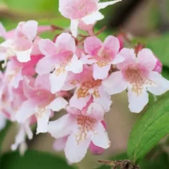 Kolkwicja chińska 'Pink Cloud' Różowe Kwiaty (Kolkwitzia amabilis) 2.0L