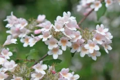 Kolkwicja chińska 'Pink Cloud' Różowe Kwiaty (Kolkwitzia amabilis) 2.0L