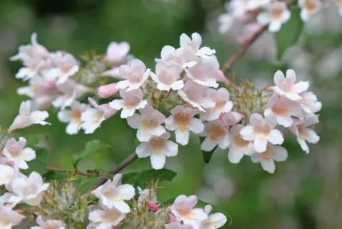 Kolkwicja chińska 'Pink Cloud' Różowe Kwiaty (Kolkwitzia amabilis) 2.0L