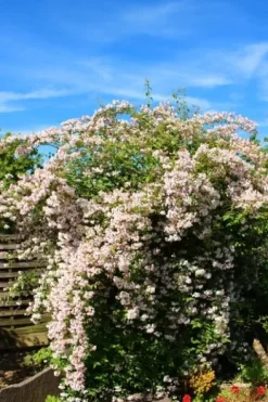 Kolkwicja chińska 'Pink Cloud' Różowe Kwiaty (Kolkwitzia amabilis) 2.0L