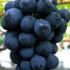 Komplet 6 odmian winorośli (Vitis) w doniczkach P9, wysokość 30-50 cm