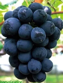Komplet 6 odmian winorośli (Vitis) w doniczkach P9, wysokość 30-50 cm