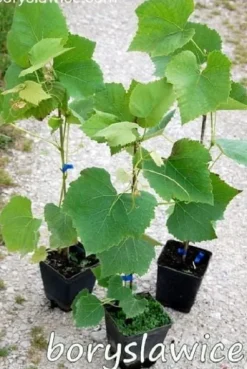 Komplet 6 odmian winorośli (Vitis) w doniczkach P9, wysokość 30-50 cm