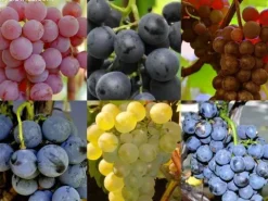 Komplet 6 odmian winorośli (Vitis) w doniczkach P9, wysokość 30-50 cm