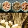 Koreańska pasta gochujang bezglutenowa wegańska gluten free bez gmo do tteokpokki sempio 250g