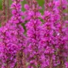 Krwawnica pospolita 'Robin' Intensywnie Różowe Kwiaty (Lythrum salicaria)