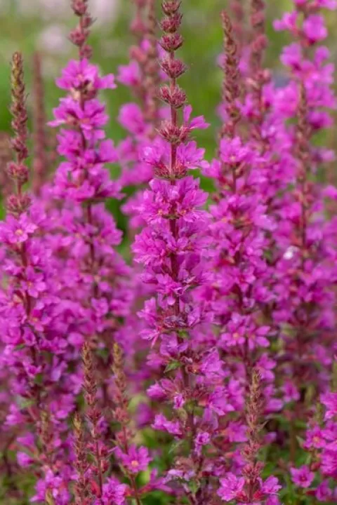 Krwawnica pospolita 'Robin' Intensywnie Różowe Kwiaty (Lythrum salicaria)