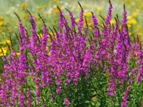 Krwawnica pospolita 'Robin' Intensywnie Różowe Kwiaty (Lythrum salicaria)