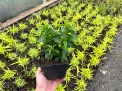 Krwawnica pospolita 'Robin' Intensywnie Różowe Kwiaty (Lythrum salicaria)