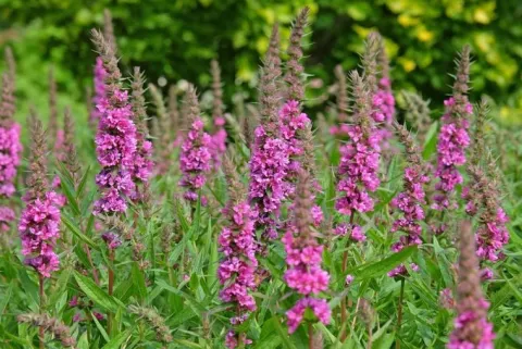 Krwawnica pospolita 'Robin' Intensywnie Różowe Kwiaty (Lythrum salicaria)
