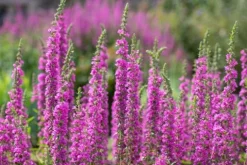 Krwawnica pospolita 'Robin' Intensywnie Różowe Kwiaty (Lythrum salicaria)