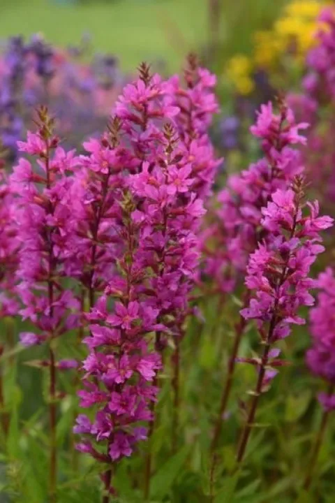 Krwawnica pospolita 'Robin' Intensywnie Różowe Kwiaty (Lythrum salicaria)