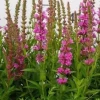 Krwawnica pospolita Robin - Lythrum salicaria