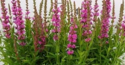 Krwawnica pospolita Robin - Lythrum salicaria