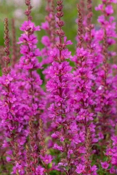 Krwawnica pospolita Robin - Lythrum salicaria