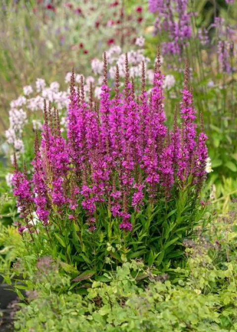Krwawnica pospolita Robin - Lythrum salicaria
