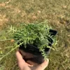 Krwawnik wiązówkowaty 'Coronation Gold' (Achillea filipendulina) 2.0L