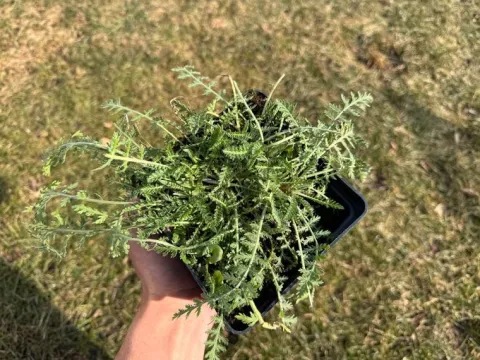 Krwawnik wiązówkowaty 'Coronation Gold' (Achillea filipendulina) 2.0L
