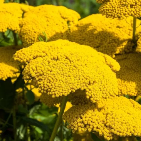 Krwawnik wiązówkowaty 'Coronation Gold' (Achillea filipendulina) 2.0L