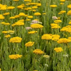 Krwawnik wiązówkowaty 'Coronation Gold' (Achillea filipendulina) 2.0L