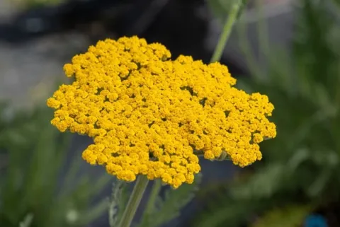 Krwawnik wiązówkowaty 'Coronation Gold' (Achillea filipendulina) 2.0L