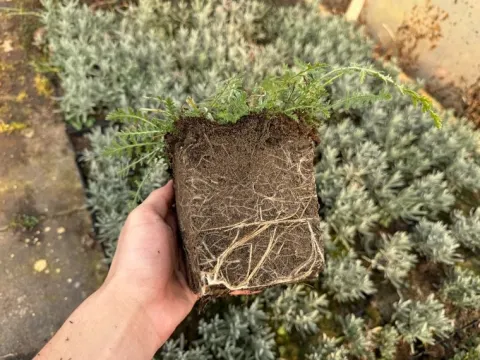 Krwawnik wiązówkowaty 'Coronation Gold' (Achillea filipendulina) 2.0L