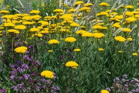 Krwawnik wiązówkowaty 'Coronation Gold' (Achillea filipendulina) 2.0L