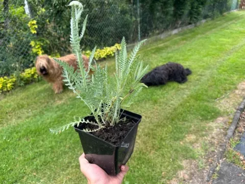 Krwawnik wiązówkowaty 'Coronation Gold' (Achillea filipendulina) 2.0L