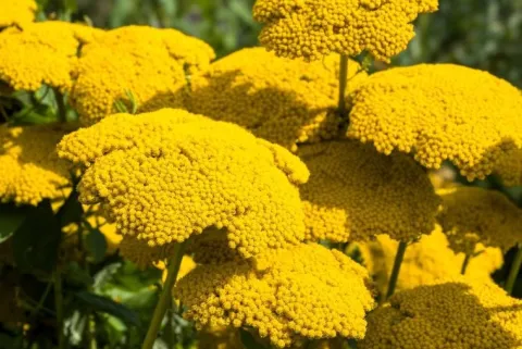 Krwawnik wiązówkowaty 'Coronation Gold' (Achillea filipendulina) 2.0L