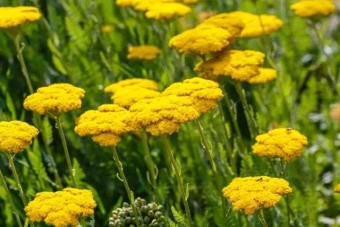 Krwawnik wiązówkowaty 'Coronation Gold' (Achillea filipendulina) 2.0L