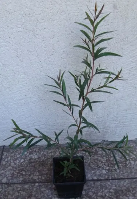 KUFLIK CYTRYNOWY - sadzonki w doniczkach