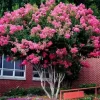 LAGERSTROEMIA BEZ POŁUDNIA - sadzonki 100cm w don.