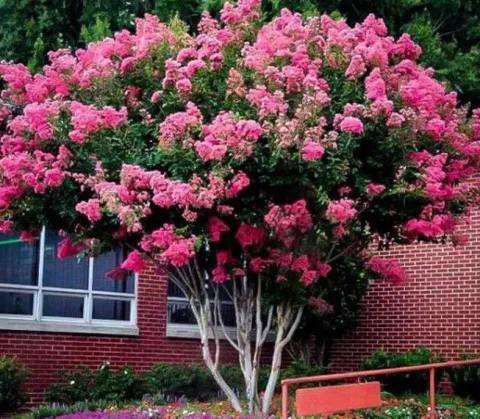 LAGERSTROEMIA BEZ POŁUDNIA - sadzonki 100cm w don.