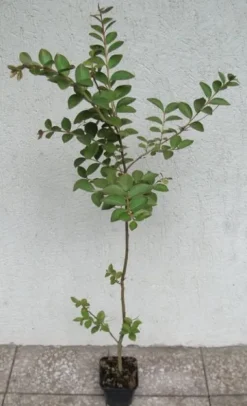 LAGERSTROEMIA BEZ POŁUDNIA - sadzonki 100cm w don.