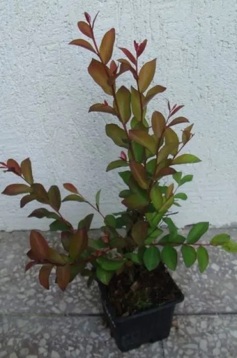 LAGERSTROEMIA MAGNIFICA RUBRA - sadzonki w doniczkach