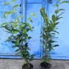 Laurowiśnia Caucasica 80-100 cm Doniczka Na Żywopłot