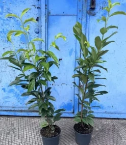 Laurowiśnia Caucasica 80-100 cm Doniczka Na Żywopłot