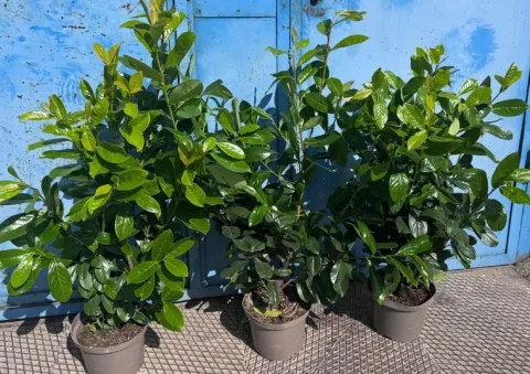 Laurowiśnia NOVITA 100-120cm w doniczce idealne na żywopłot