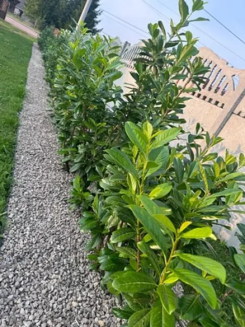 Laurowiśnia NOVITA 100-120cm w doniczce idealne na żywopłot