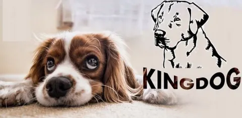 Legowisko dla psa kojec KINGDOG 115x95 personalizowane wodoodporne brązowe