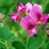 LESPEDEZA KRZEWIASTA - sadzonki w doniczkach