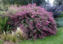 LESPEDEZA KRZEWIASTA - sadzonki w doniczkach
