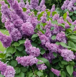 Lilak Meyera PALIBIN 30-60cm Fioletowa Piękność do Ogrodu